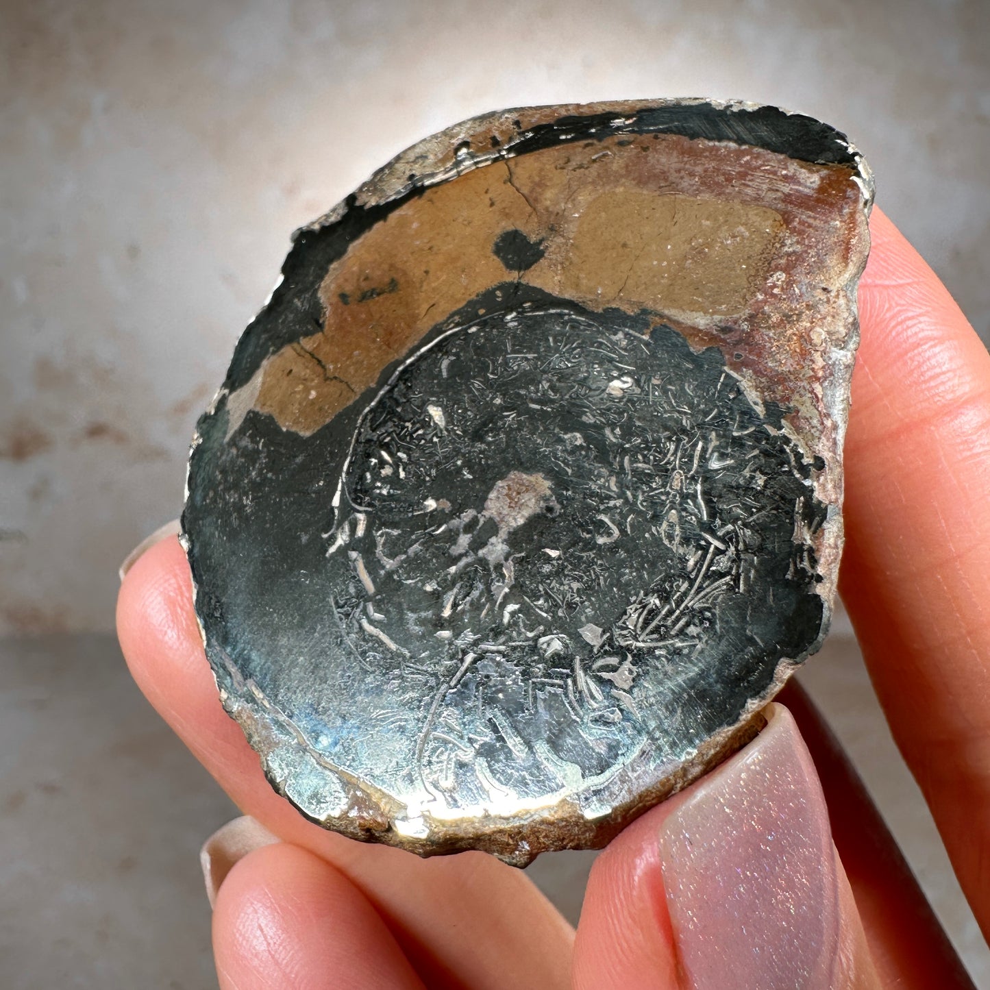 Jurassic Pyritized Ammonite Fossil (Pleuroceras), Germany, 69g