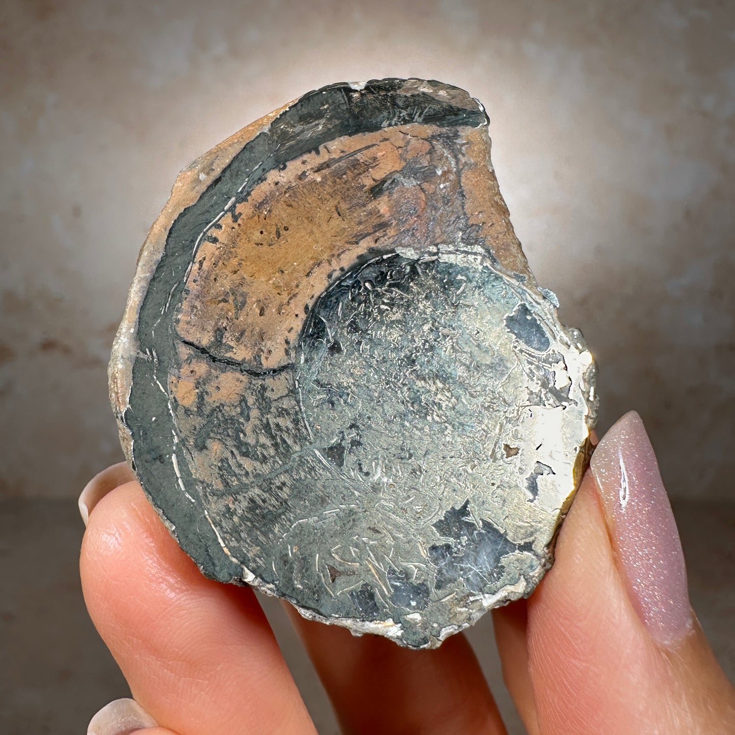 Jurassic Pyritized Ammonite Fossil (Pleuroceras), Germany, 51g