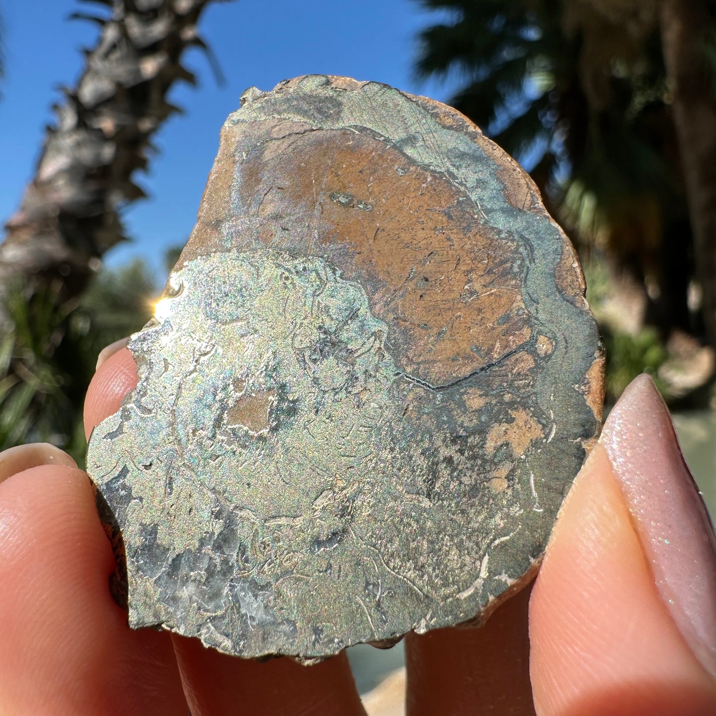 Jurassic Pyritized Ammonite Fossil (Pleuroceras), Germany, 30g