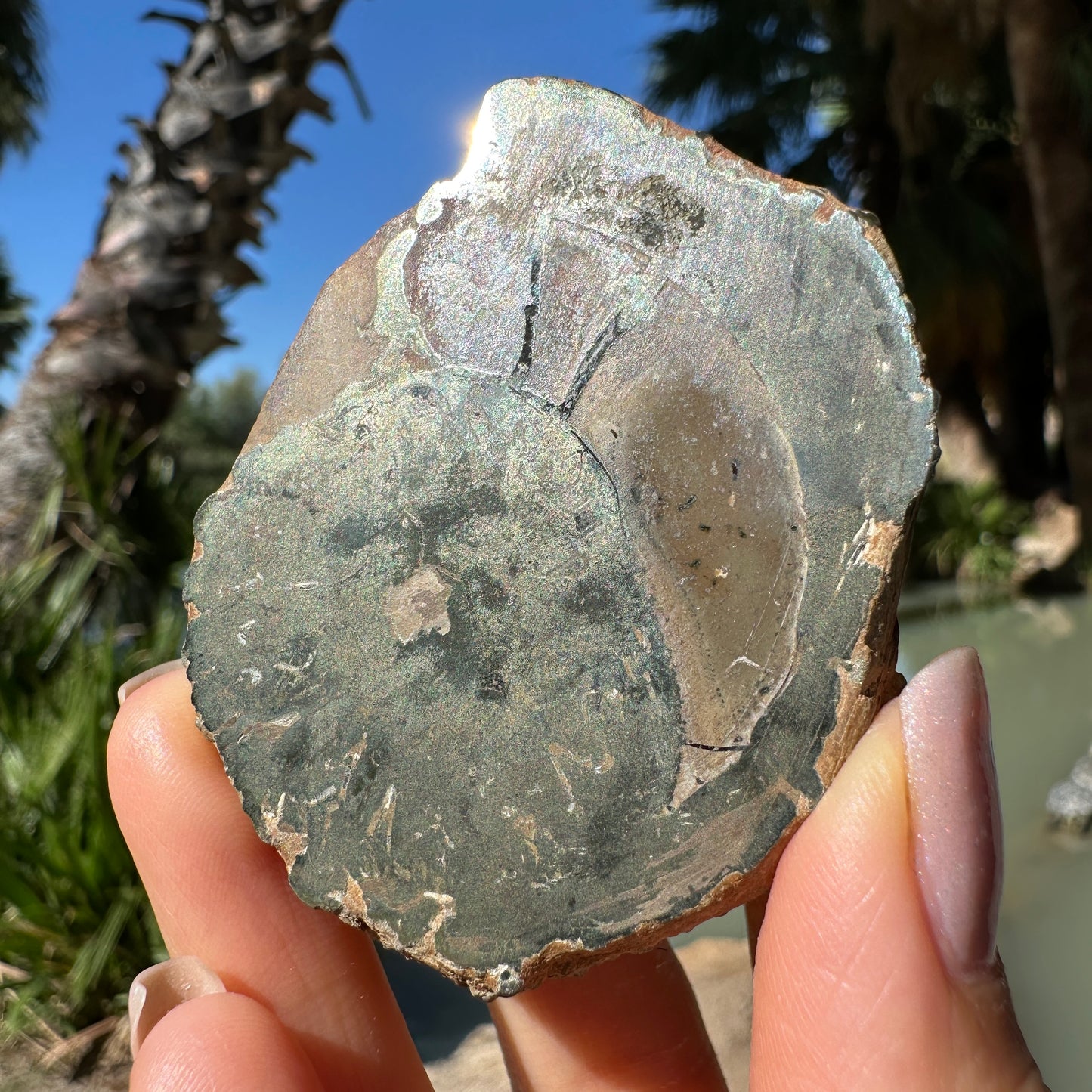 Jurassic Pyritized Ammonite Fossil (Pleuroceras), Germany, 130g