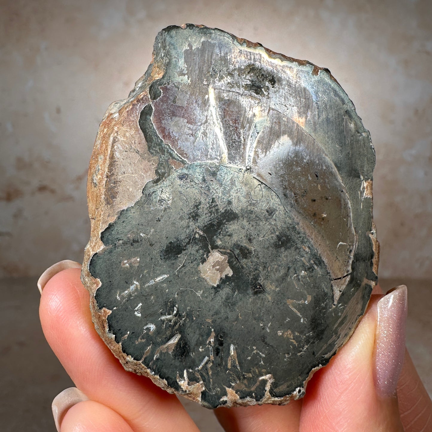 Jurassic Pyritized Ammonite Fossil (Pleuroceras), Germany, 130g
