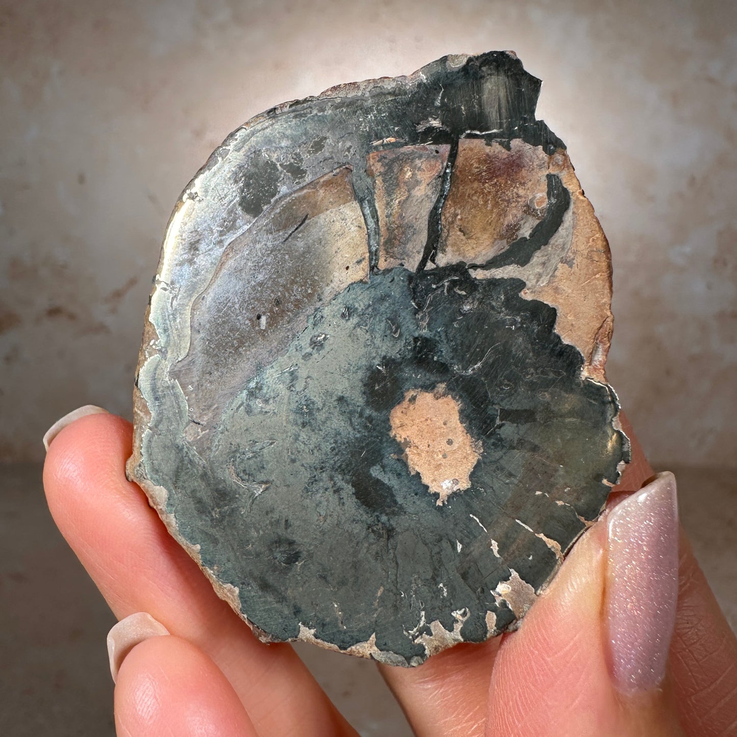 Jurassic Pyritized Ammonite Fossil (Pleuroceras), Germany, 74g