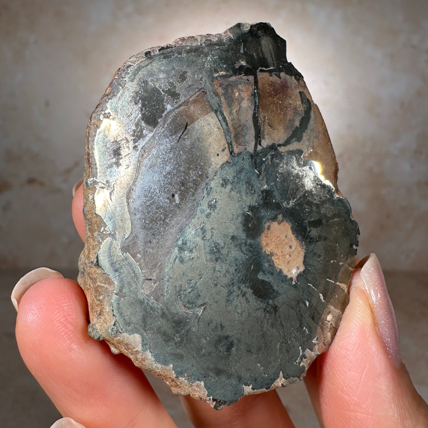 Jurassic Pyritized Ammonite Fossil (Pleuroceras), Germany, 74g