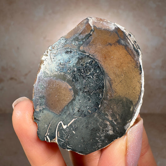 Jurassic Pyritized Ammonite Fossil (Pleuroceras), Germany, 54g