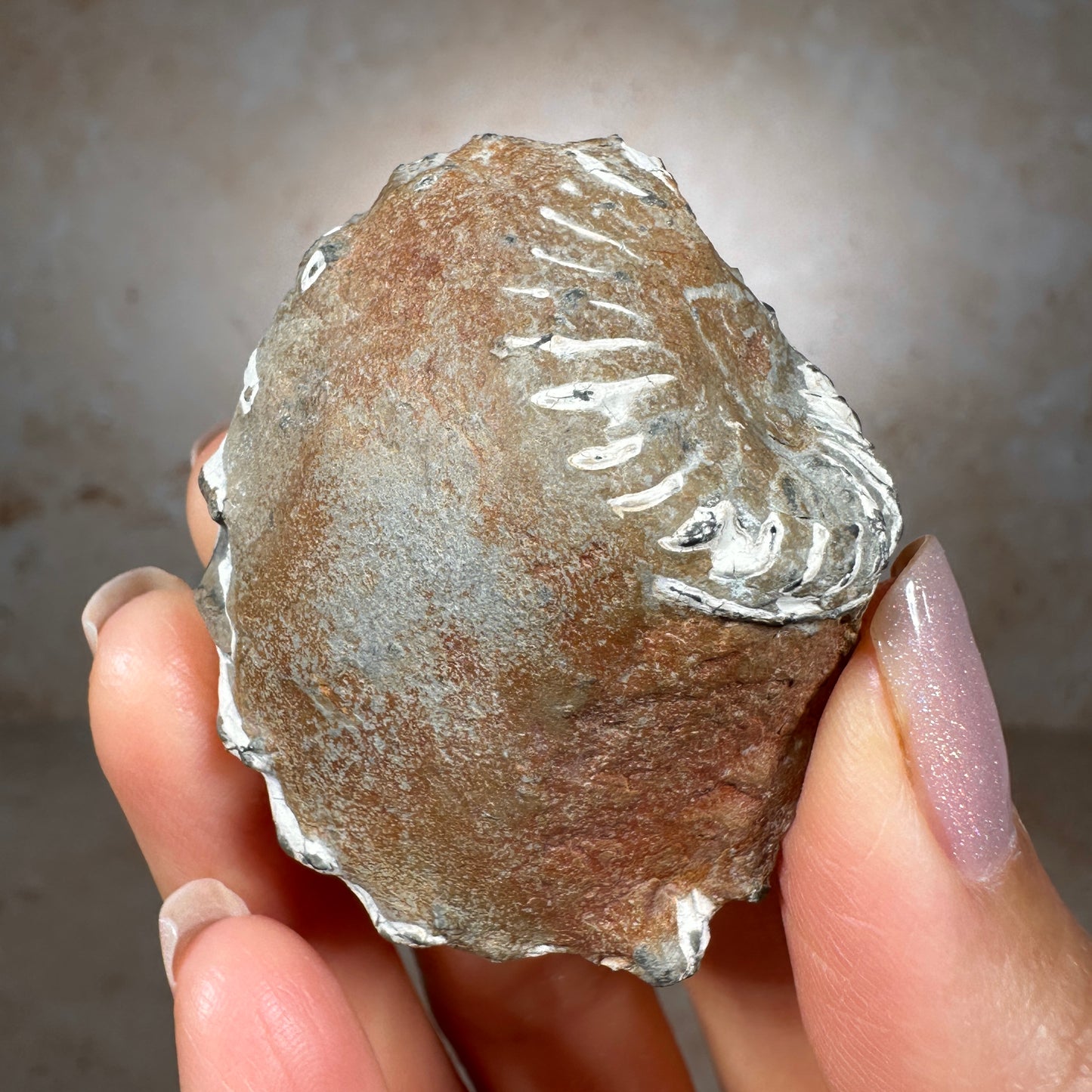 Jurassic Pyritized Ammonite Fossil (Pleuroceras), Germany, 54g