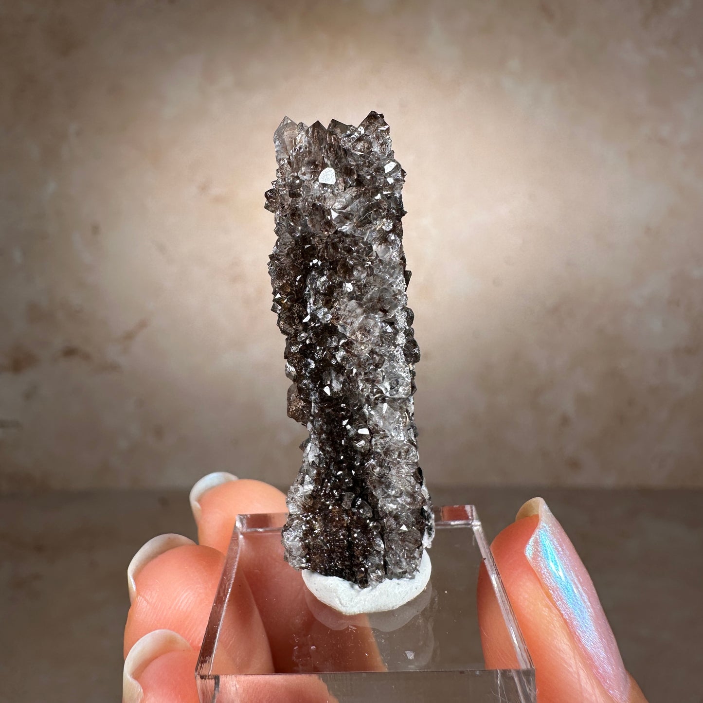Crystallized Fossil Wood Termination with Smoky Quartz, 7.25g | Arizona
