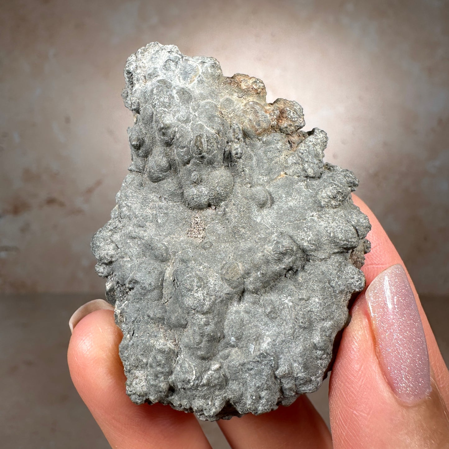 Jurassic Pyritized Ammonite Fossil (Pleuroceras), Germany, 60g