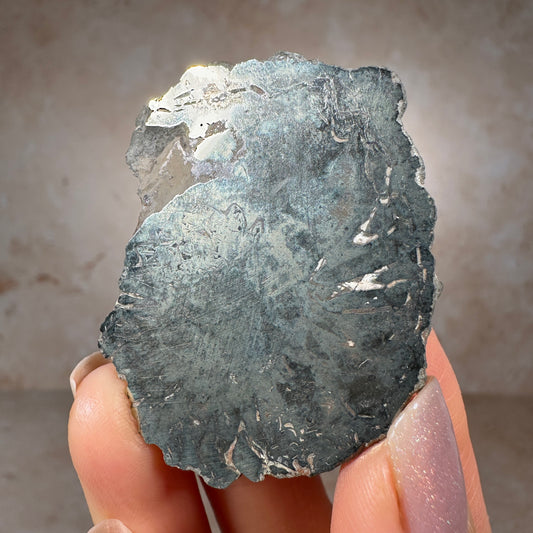 Jurassic Pyritized Ammonite Fossil (Pleuroceras), Germany, 25g