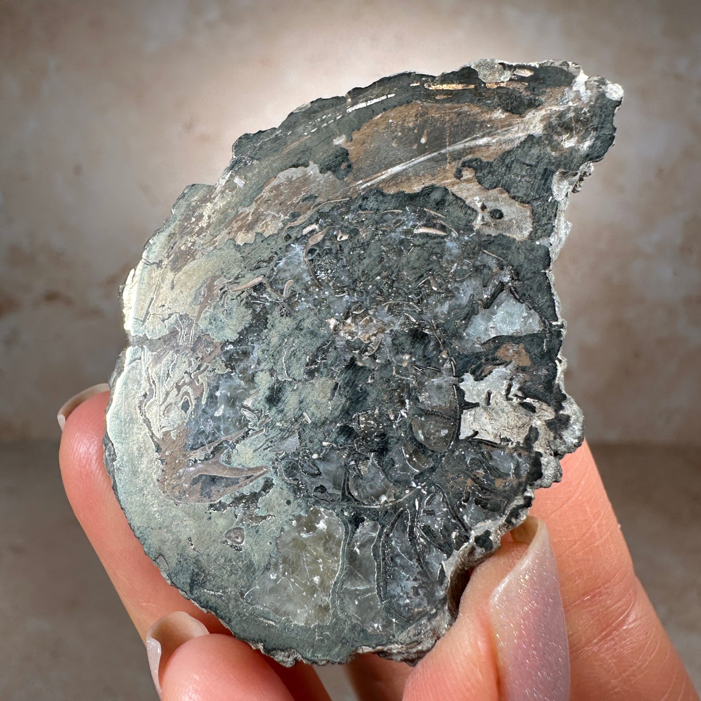Jurassic Pyritized Ammonite Fossil (Pleuroceras), Germany, 60g