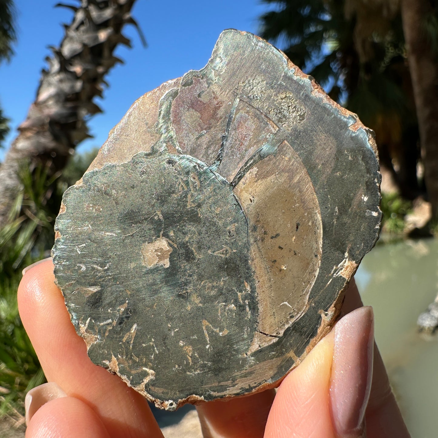 Jurassic Pyritized Ammonite Fossil (Pleuroceras), Germany, 130g