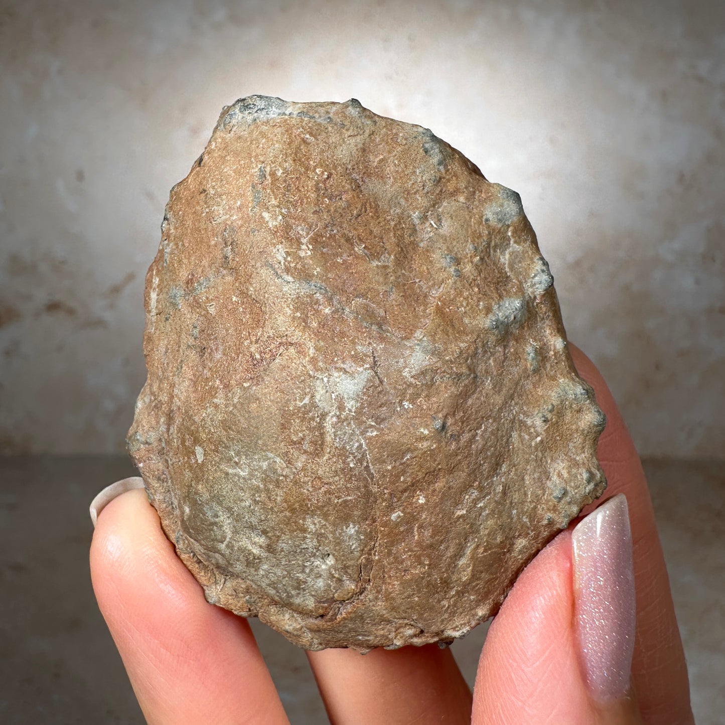 Jurassic Pyritized Ammonite Fossil (Pleuroceras), Germany, 74g