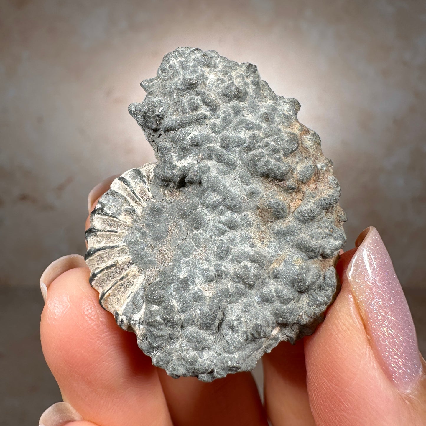 Jurassic Pyritized Ammonite Fossil (Pleuroceras), Germany, 22g