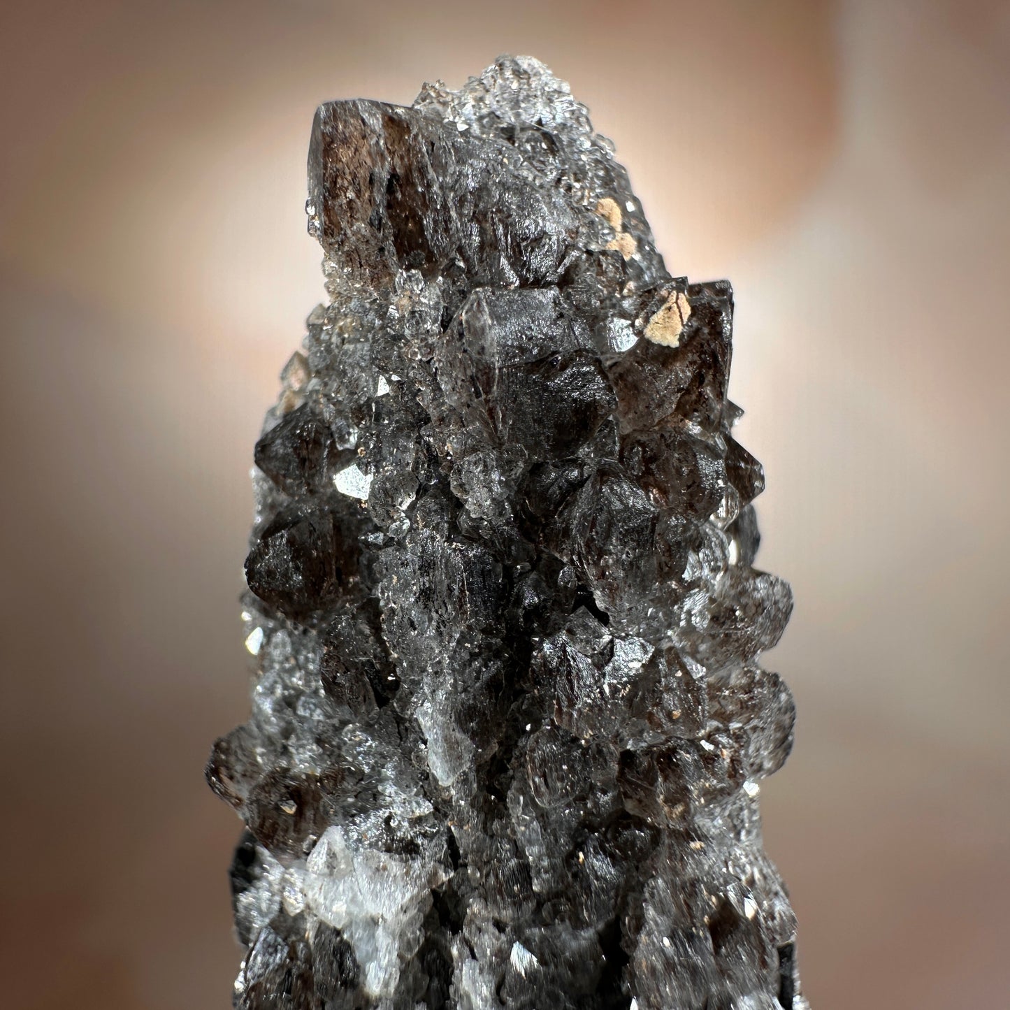 Crystallized Fossil Wood with Smoky Quartz Druzy, 18g — Arizona