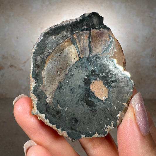 Jurassic Pyritized Ammonite Fossil (Pleuroceras), Germany, 74g