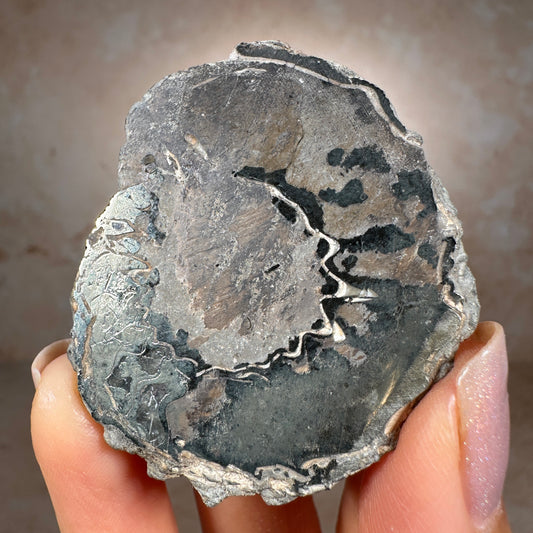 Jurassic Pyritized Ammonite Fossil (Pleuroceras), Germany, 28g