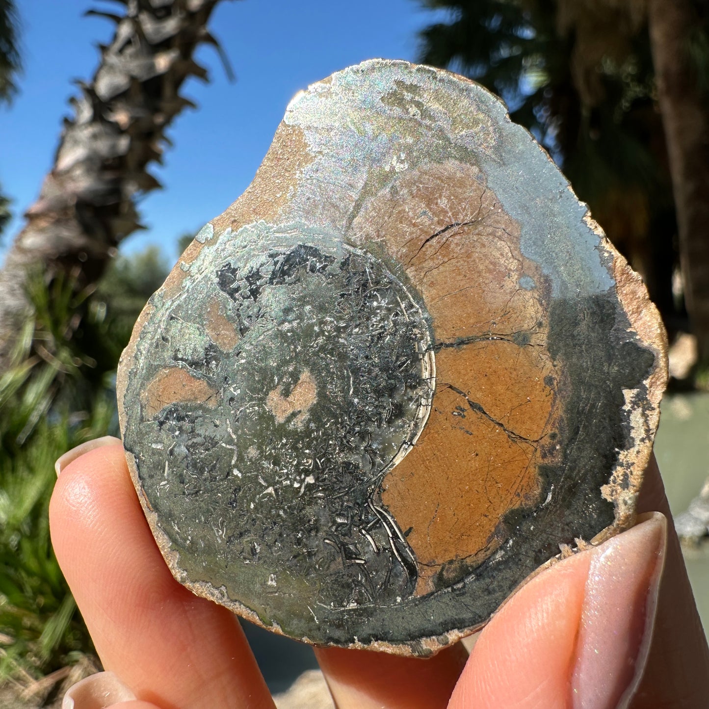 Jurassic Pyritized Ammonite Fossil (Pleuroceras), Germany, 62g