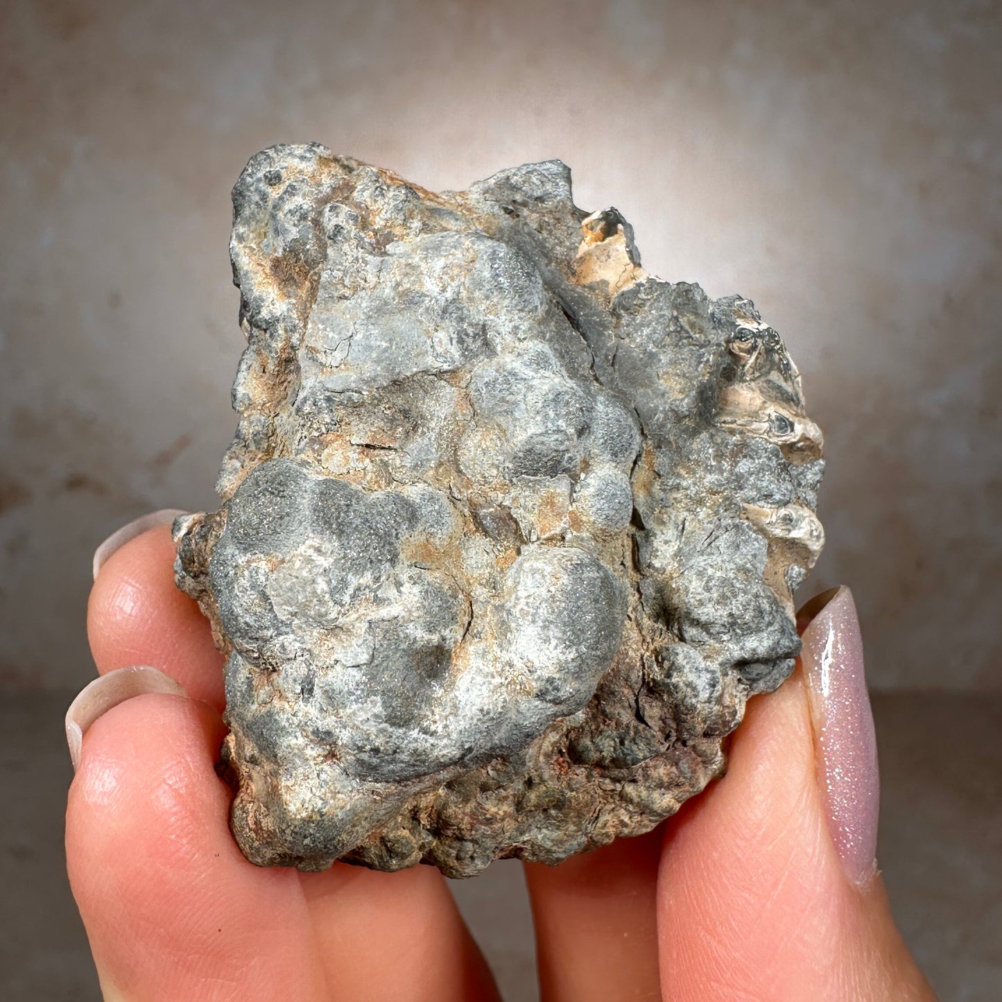 Jurassic Pyritized Ammonite Fossil (Pleuroceras), Germany, 53g