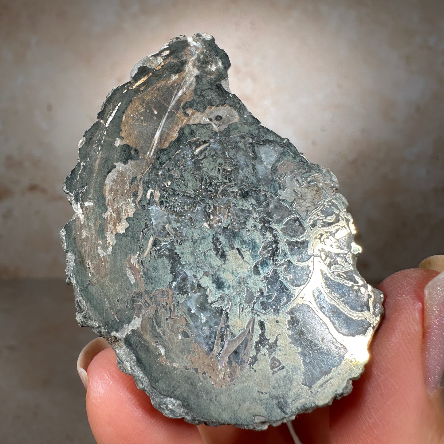 Jurassic Pyritized Ammonite Fossil (Pleuroceras), Germany, 60g