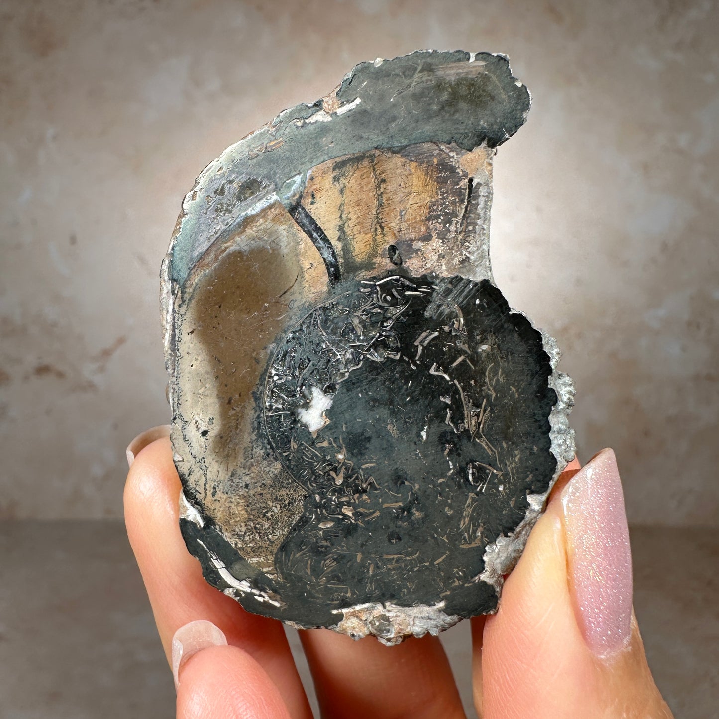 Jurassic Pyritized Ammonite Fossil (Pleuroceras), Germany, 55g