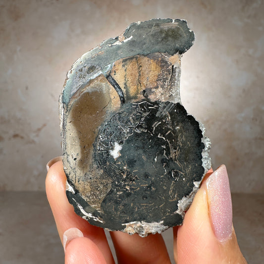 Jurassic Pyritized Ammonite Fossil (Pleuroceras), Germany, 55g
