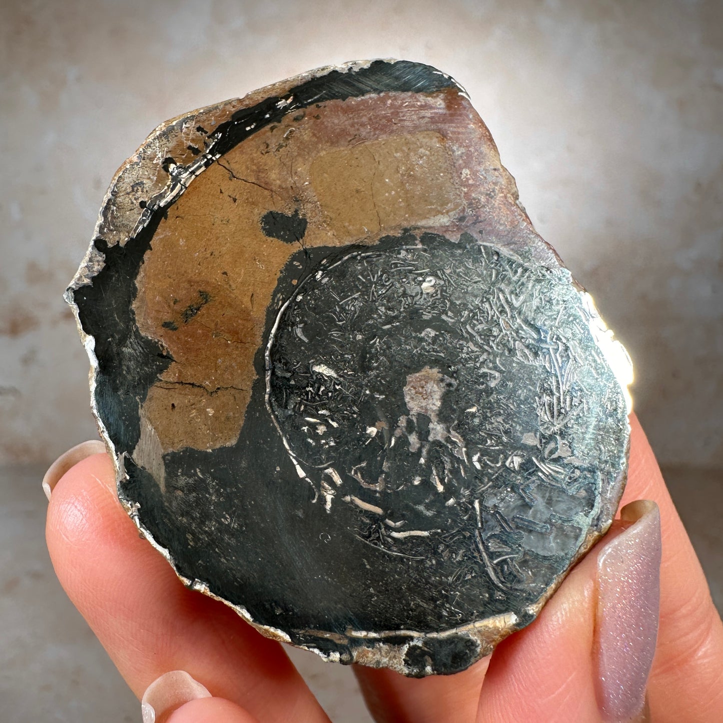 Jurassic Pyritized Ammonite Fossil (Pleuroceras), Germany, 69g